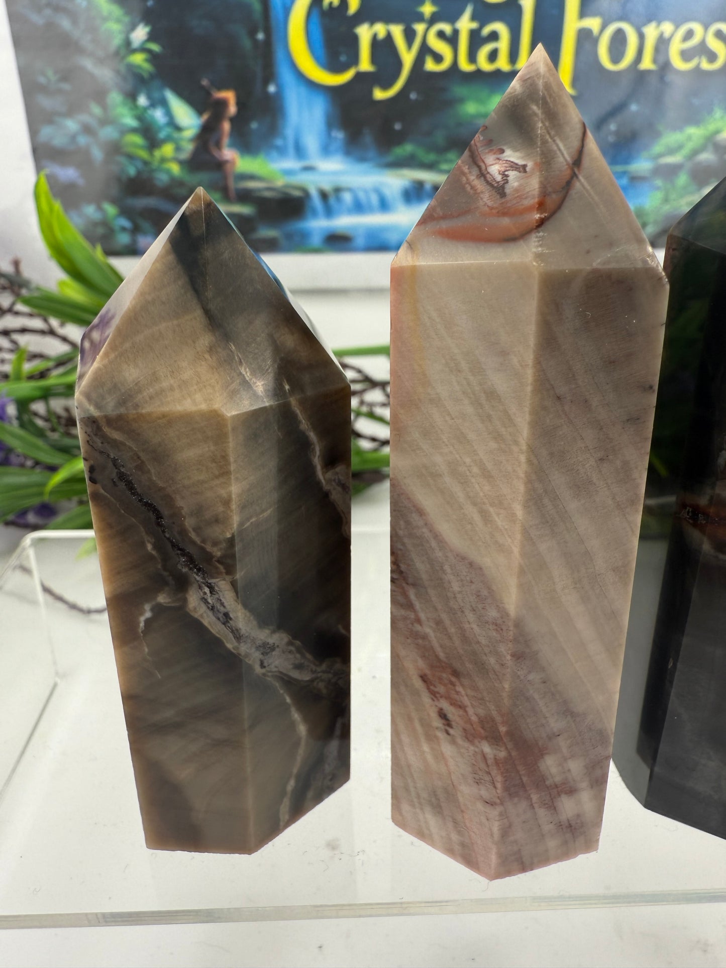 Petrified Wood Point