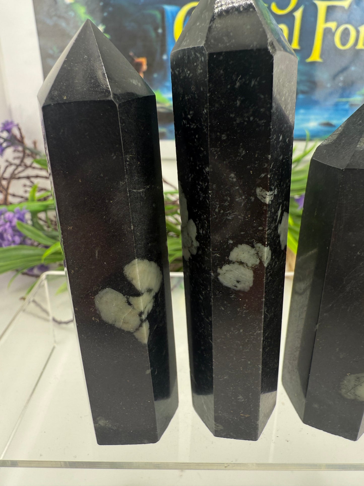 Chrysanthemum Stone Point