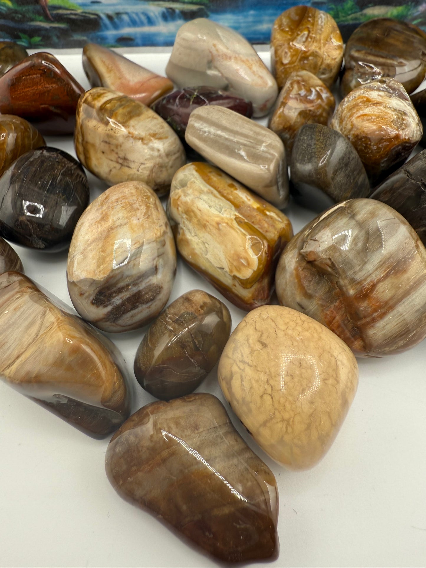 Petrified Wood Tumbled