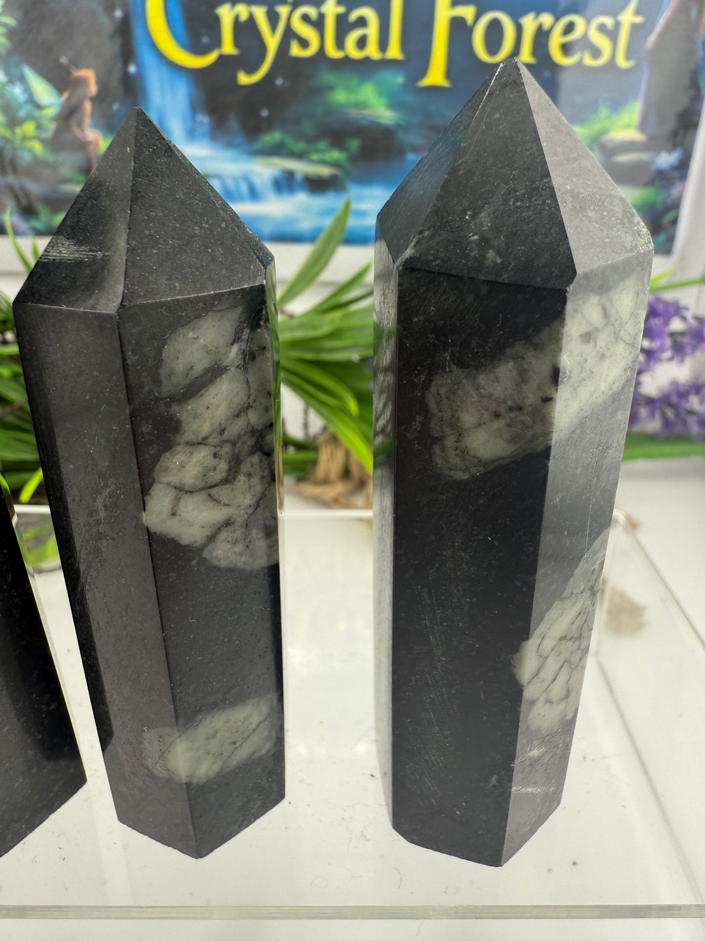 Chrysanthemum Stone Point