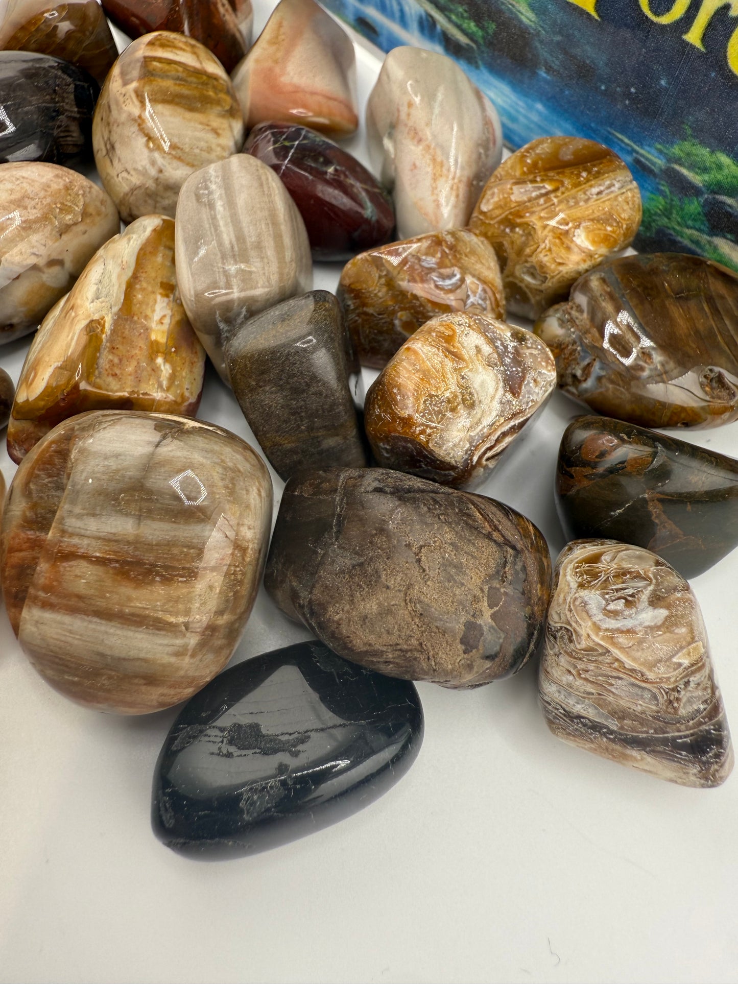Petrified Wood Tumbled