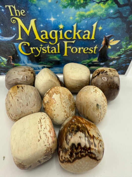 Palm root Tumbled stone