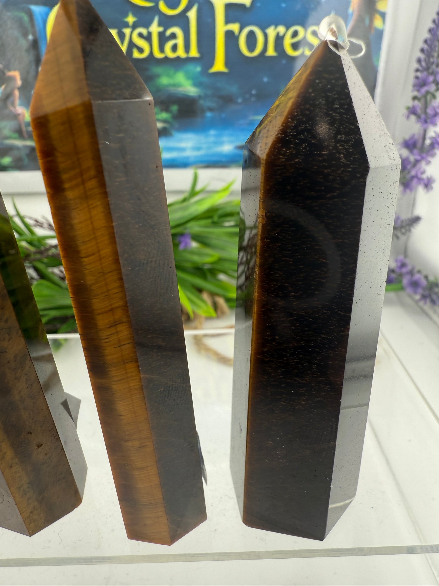 Gold Tigers eye points
