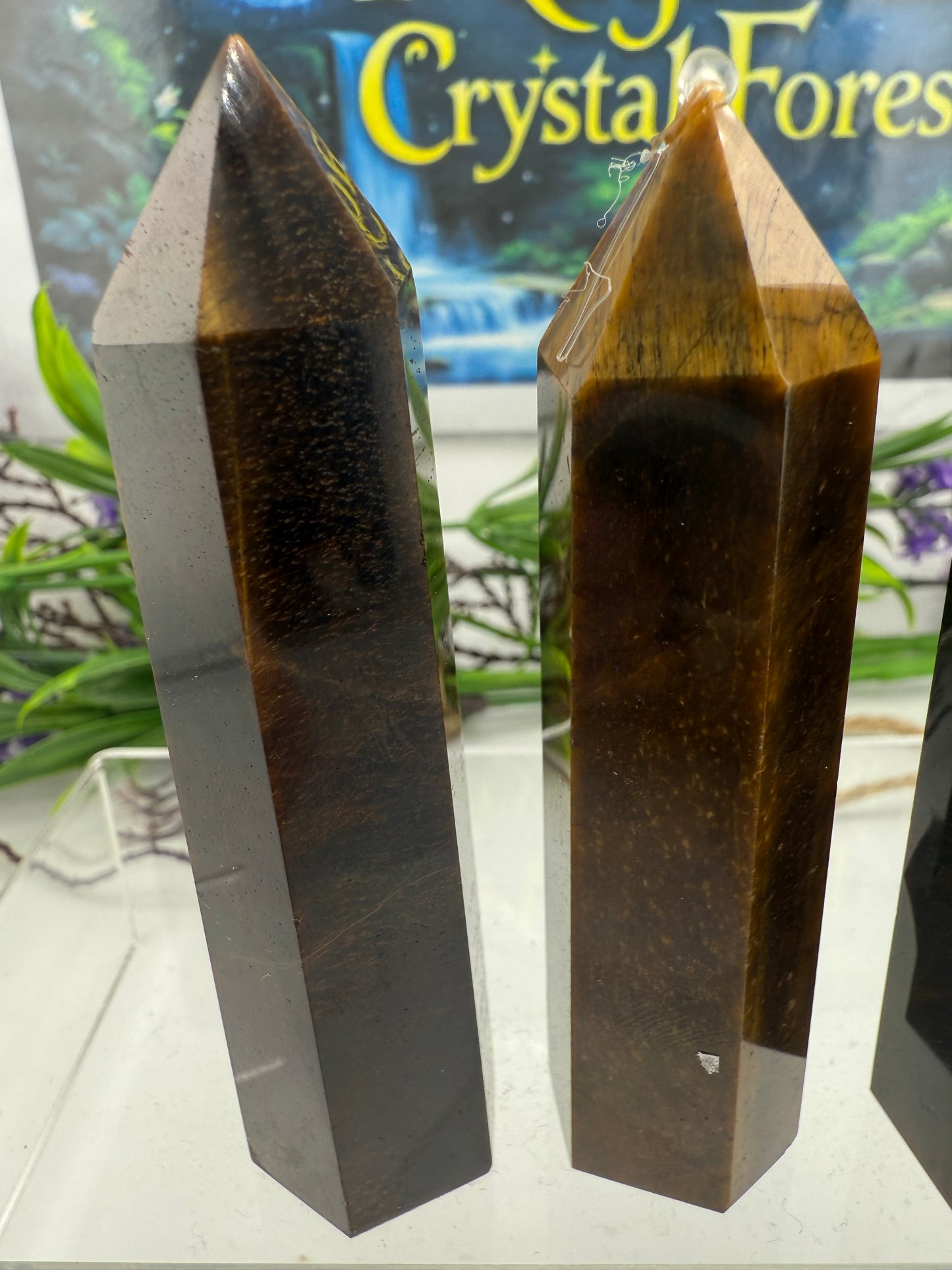 Gold Tigers eye points