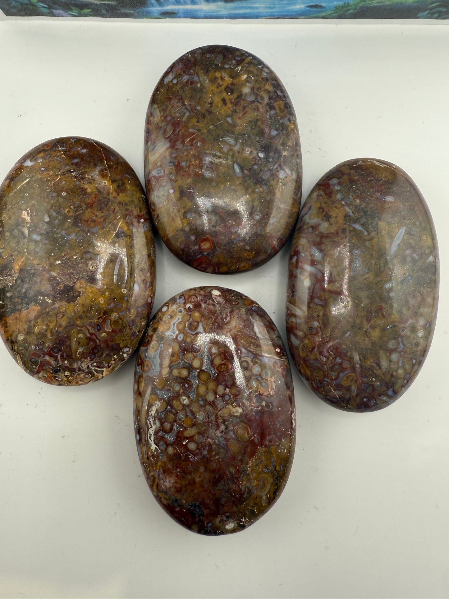Stromatolite Palm Stone