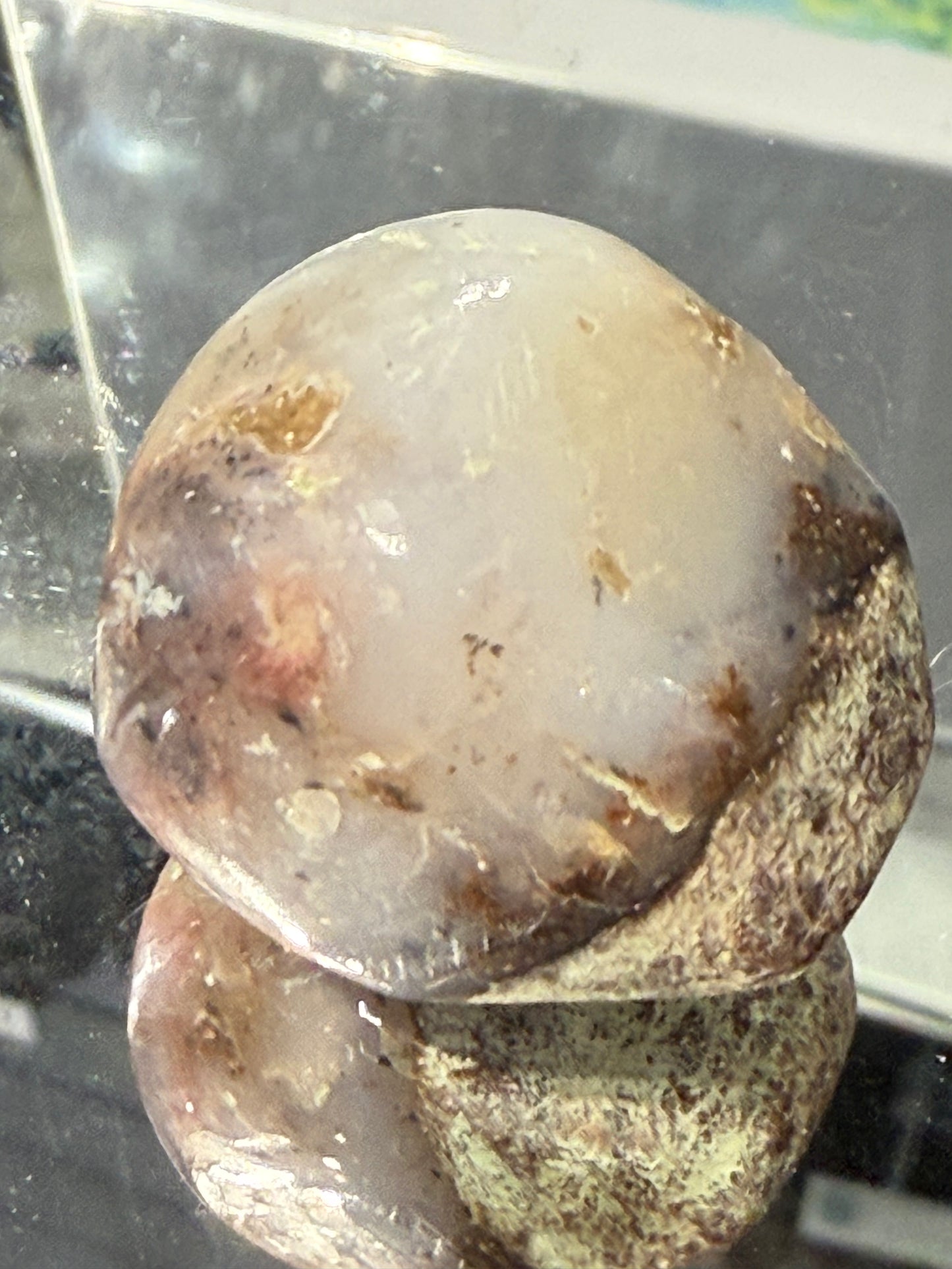 Aquaprase Tumbled