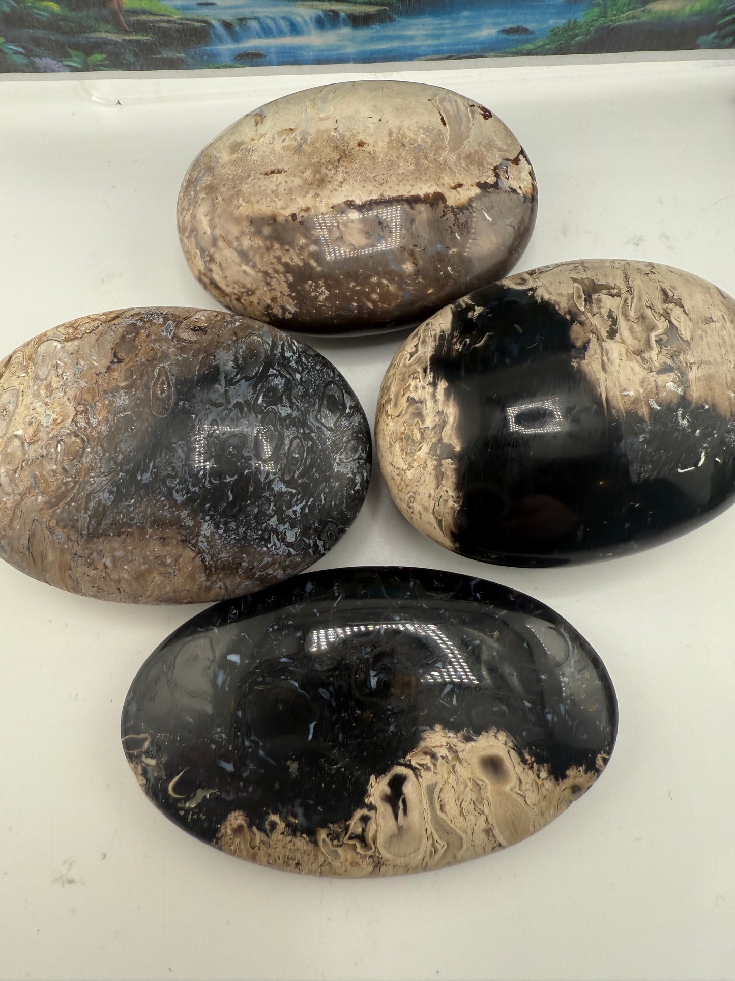 Palm Root Palm Stones