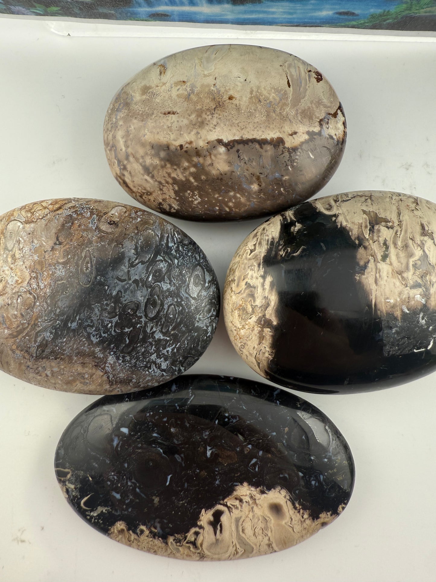 Palm Root Palm Stones