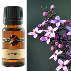 Boronia Fragrant Oil