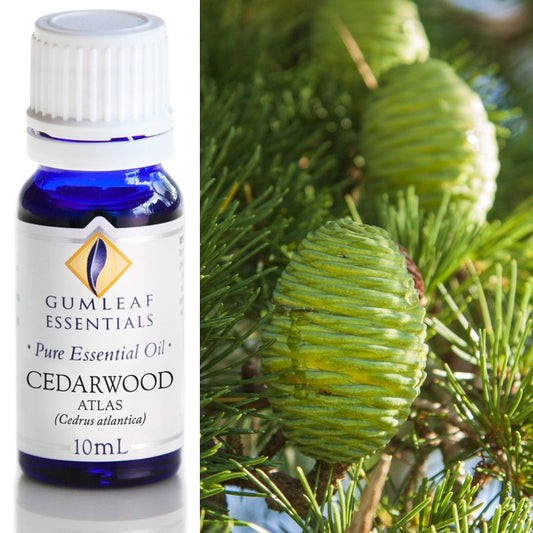 Cedarwood Essential Oil