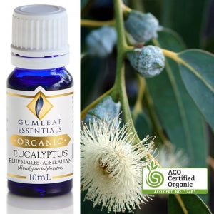 Organic Eucalyptus Essential Oil