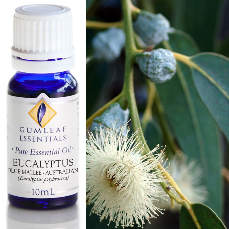 Eucalyptus Essential Oil