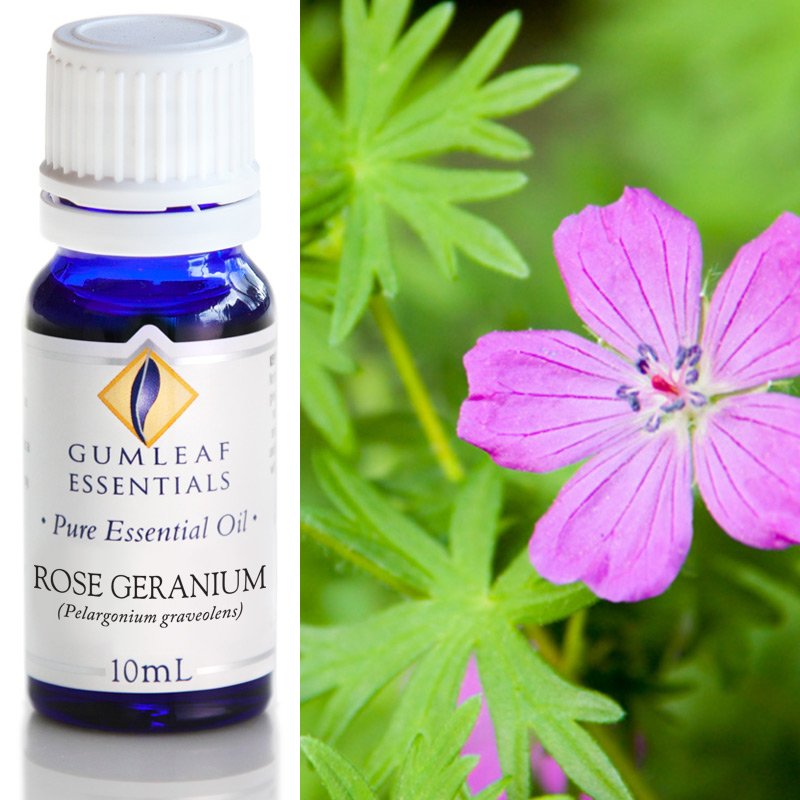 Rose Geranium Essential Oil